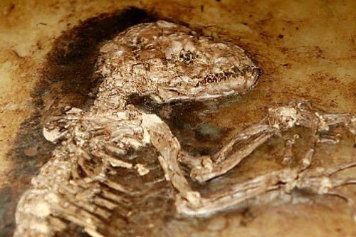Hóa thạch hiếm hoi, bằng chứng về buổi bình minh tiến hóa loài người