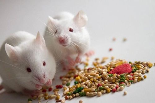 Trẻ 13 tuổi nhập viện vì ngộ độc thuốc diệt chuột Bromadiolone