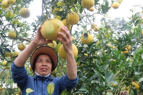 Cây cam, bưởi giúp nông dân Bắc Ninh thu tiền tỷ mỗi năm