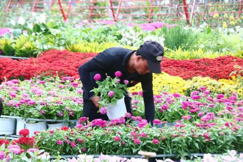 Khai mạc Festival Hoa - Kiểng Sa Đéc lần II