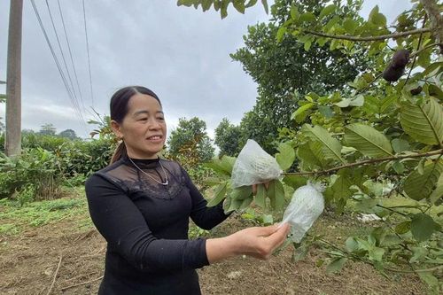 Nguồn sinh kế 'kép' giúp phụ nữ miền núi đổi đời
