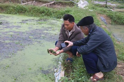 Nuôi ốc 'vượt đông', hiệu quả bất ngờ
