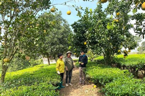 Bước tiến vững chắc, tạo đà cho Bình Lư phát triển