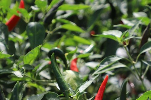 Ớt tăng giá kỷ lục ở Lâm Đồng, nông dân mừng nhưng cần thận trọng