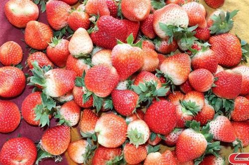 Dâu tây chín sớm ở Mai Sơn