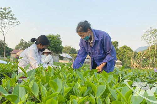 Trên 37.000 lượt khách hàng vay vốn giải quyết việc làm