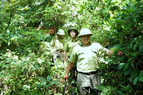 Hơn 10.200 chủ rừng tự nguyện ký cam kết bảo vệ rừng
