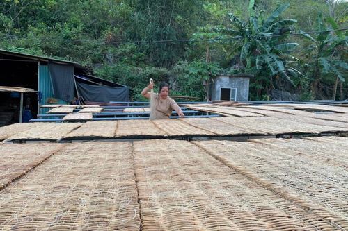 Xã Nguyễn Huệ đạt hơn 25 tỷ đồng doanh thu từ cây dong riềng