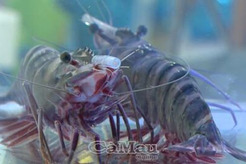 Tôm Cà Mau - vươn tầm thế giới