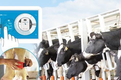 Chip điện tử - 'mắt thần' giúp mỗi cô bò sữa TH true MILK có một hồ sơ sức khỏe riêng