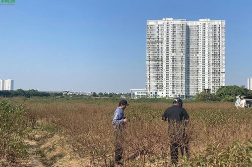 Canh đào nở đúng Tết, làng đào Hà Đông vào mùa cao điểm