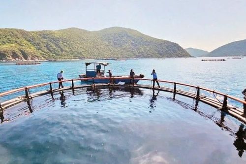 Khai mở tiềm năng nuôi biển công nghệ cao
