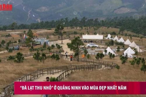 'Đà Lạt thu nhỏ' ở Quảng Ninh vào mùa đẹp nhất năm