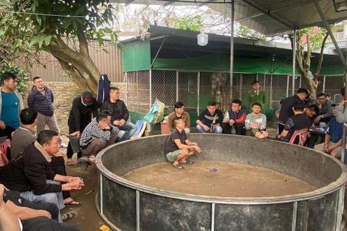 Đột kích sới gà đá độ
