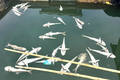 TPHCM khẩn trương làm rõ nguyên nhân cá chết hàng loạt tại xã Long Sơn