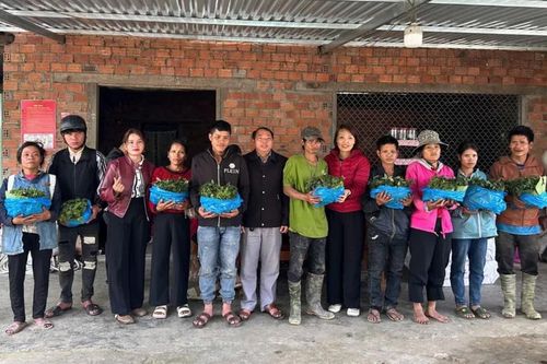 Đà Nẵng: Trao gần 35.000 cây sâm Ngọc Linh giống cho hộ nghèo xã Trà Linh