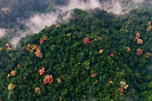 Cuối năm về Phong Nha – Kẻ Bàng ngắm rừng Trường Nhãn đổi màu