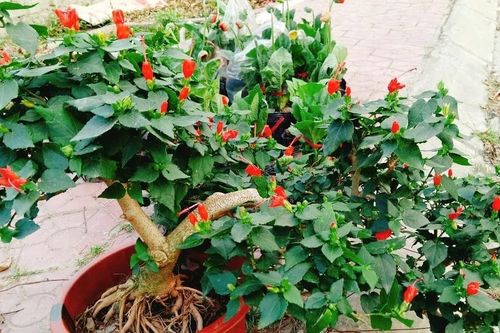Cây dại mọc bờ rào 'lên chậu' thành bonsai trăm triệu