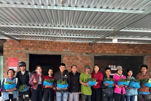 Chi hơn 5,4 tỷ đồng hỗ trợ sâm Ngọc Linh giống cho người dân miền núi Đà Nẵng