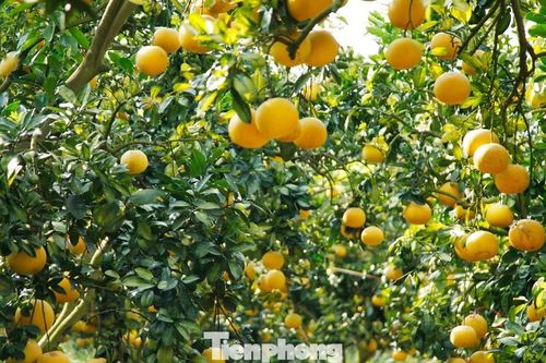 Nông dân trồng bưởi Tết 'bỏ túi' tiền tỷ