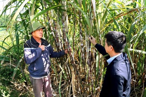 Công ty cổ phần Mía đường Sông Con: Đồng hành cùng người dân vùng nguyên liệu