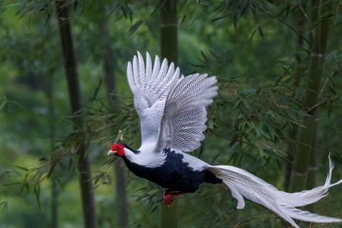 Người đàn ông Nghệ An giải cứu cá thể gà lôi trắng bị dính bẫy