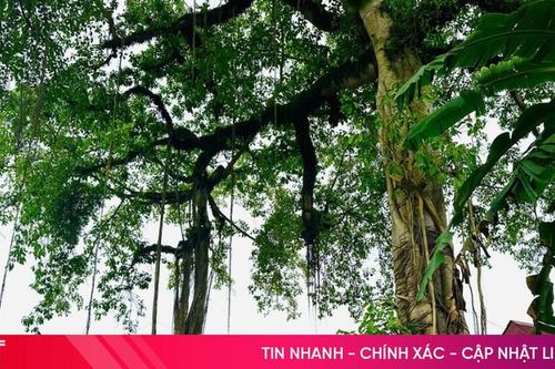 Độc đáo bộ rễ cây đa cổ thụ tạo hình cổng làng