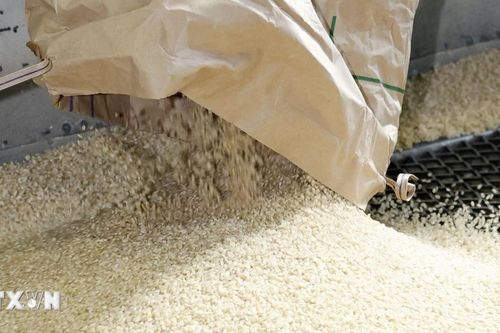 Dự báo năm 2026: Nguồn cung cao, giá gạo thế giới tiếp tục chịu áp lực