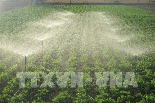 Ứng dụng công nghệ tưới tiên tiến: 'Chìa khóa' phát triển cây trồng cạn tỷ USD