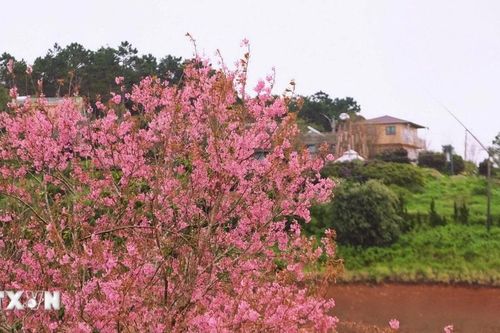 Lâm Đồng: Mùa mai anh đào Đà Lạt 'vẫy gọi' du khách