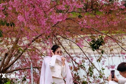 Lâm Đồng: Mai anh đào Đà Lạt vào mùa đẹp nhất, thu hút nhiều du khách
