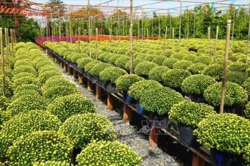 Đồng Tháp đẩy mạnh ứng dụng khoa học công nghệ nâng cao giá trị hoa cảnh