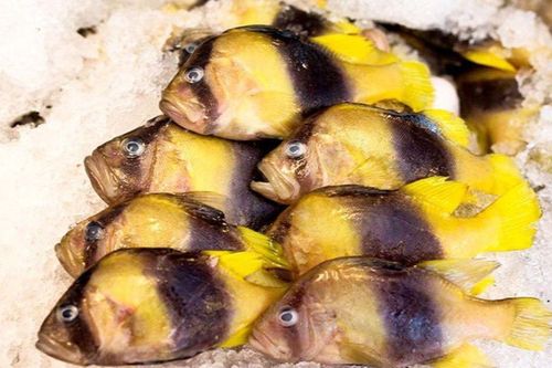 Loại cá nhìn như cá cảnh, giá gần 500.000 đồng/kg nhưng có tiền cũng khó mua