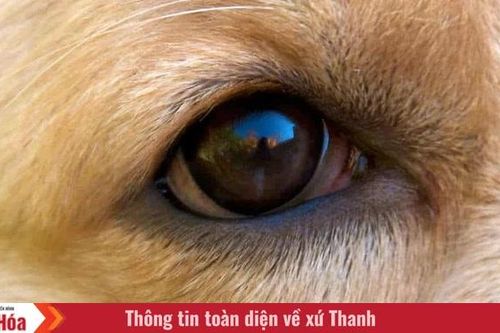 Tôi là Tiểu Bạch và đây là chuyện của lũ mèo chúng tôi: Câu chuyện thứ 13 – 'Tai bay vạ gió'