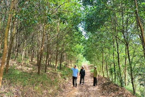 Tạo đột phá từ các mô hình trồng rừng chu kỳ dài