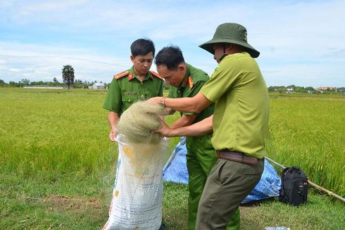 Gỡ lưới bẫy chim trời ở các điểm nóng