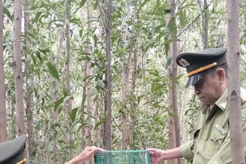 Ngăn chặn săn bắt động vật hoang dã