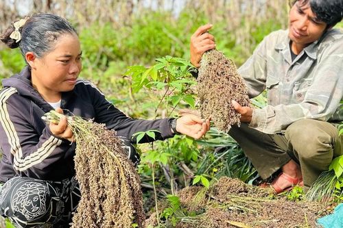 Bo bo vào mùa đẫy hạt