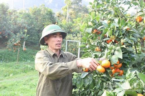 Đổi đời nhờ cam