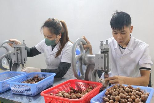 OCOP vào vụ tết