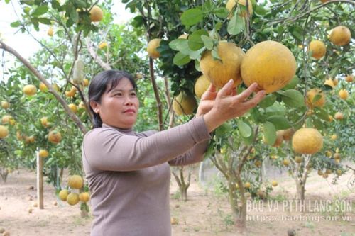 Tăng thu nhập: 'Đòn bẩy' nông thôn mới Lộc Bình