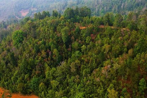 Bảo vệ rừng để phát triển du lịch