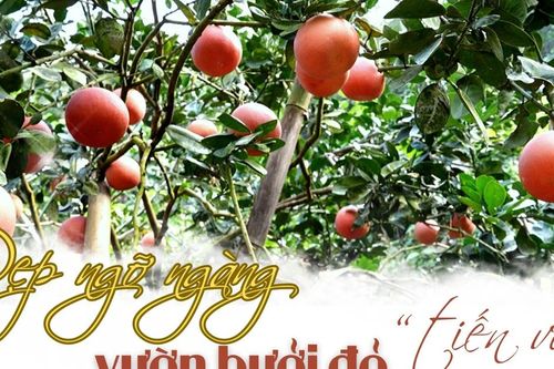 Đẹp ngỡ ngàng vườn bưởi đỏ 'tiến vua'