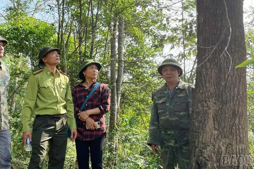 Lào Cai giảm 73 vụ vi phạm pháp luật về lâm nghiệp so với năm 2024