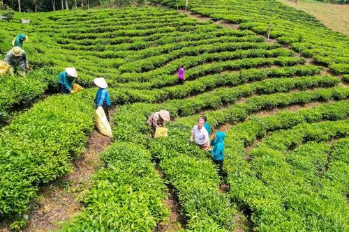Quỹ hỗ trợ nông dân giúp nông dân Lào Cai vươn lên làm giàu bền vững