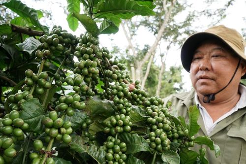 Để hạt cà phê vươn ra thị trường quốc tế