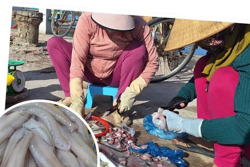 Cá khoai - món ngon dân dã trước nỗi lo tẩm hóa chất