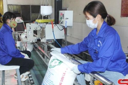 Phát triển quan hệ lao động hài hòa - nền tảng cho phát triển bền vững