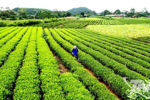 Bản lĩnh nông nghiệp trong gian khó