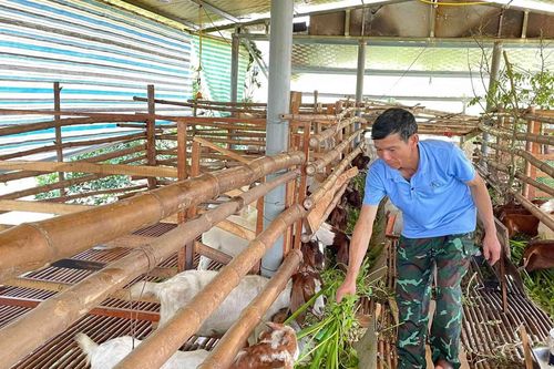 Nghệ An tăng cường phòng chống bệnh tả cho đàn dê, cừu